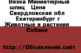 Вязка Миниатюрный шпиц › Цена ­ 15 000 - Свердловская обл., Екатеринбург г. Животные и растения » Собаки   